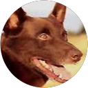 Zane Bowen profile picture